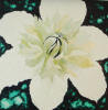 clematis painting in progress