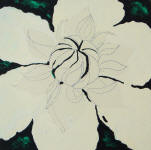 sketch of clematis florida alba plena
