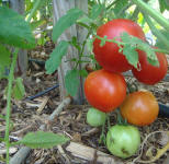 linda's first tomatoes