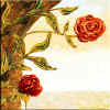 two roses