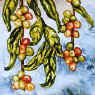 coffee beans on vine