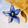 blue clematis flower