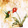 poppy & hummingbird