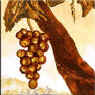grapes & vine
