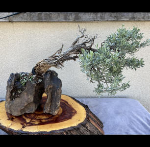 sage bonsai in rock 
