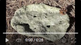 video for bonsai slab
