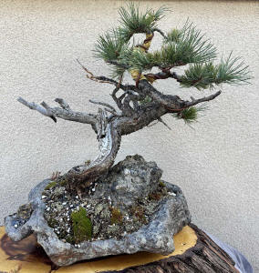 limber pine bonsai