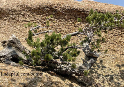 old bristle cone pine
