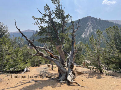 old bristlecone pine tree