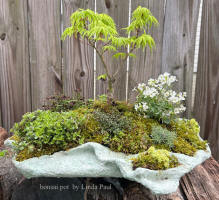 bonsai maple tree planting in custom pot