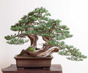 sierra Juniper 8 bonsai mirai